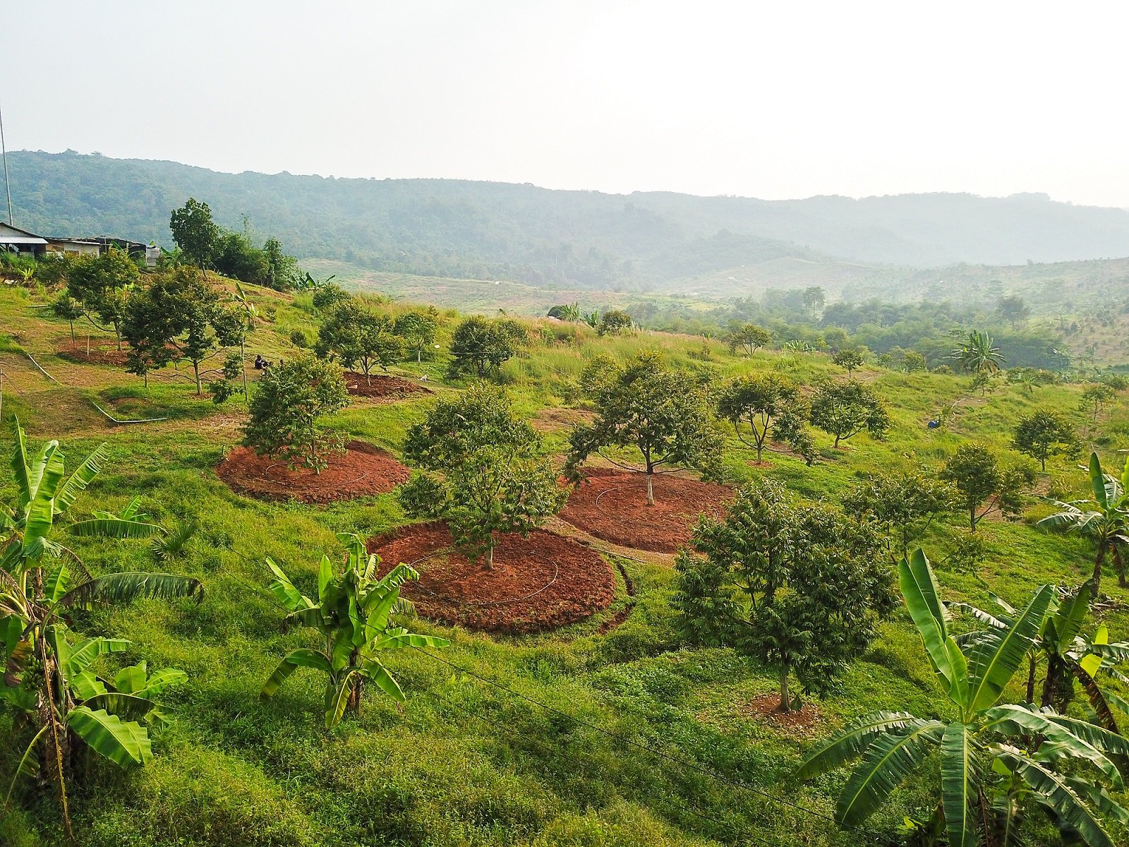 Graha Horti