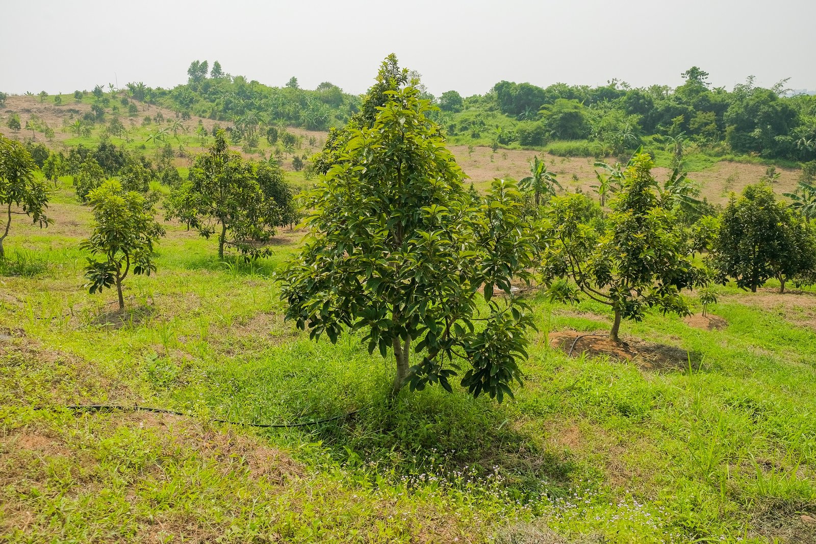 Graha Horti